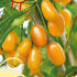kustovnice-cinska-amber-sweet-goji.jpg