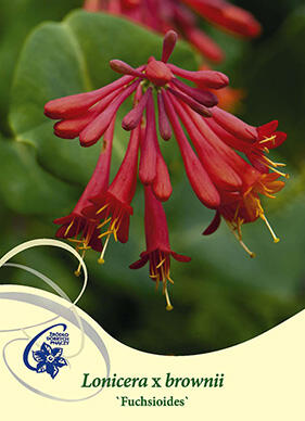 Zimolez brownův 'Fuchsioides' - Lonicera brownii 'Fuchsioides'