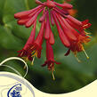 Zimolez brownův 'Fuchsioides' - Lonicera brownii 'Fuchsioides'
