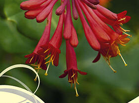 Zimolez brownův 'Fuchsioides' - Lonicera brownii 'Fuchsioides'