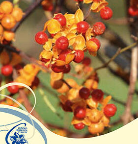 Jesenec okrouhlolistý 'Diana'