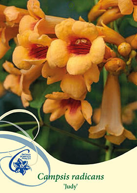 Trubač kořenující 'Judy' - Campsis radicans 'Judy'