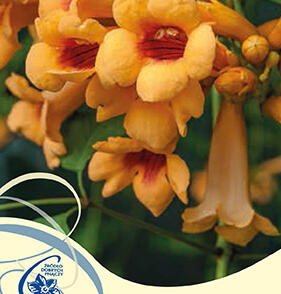 Trubač kořenující 'Judy'