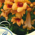 campsis-radicans-judy.jpg