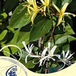 Zimolez japonský 'Purpurea' - Lonicera japonica 'Purpurea'