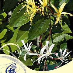 Zimolez japonský 'Purpurea' - Lonicera japonica 'Purpurea'