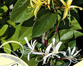 Zimolez japonský 'Purpurea'