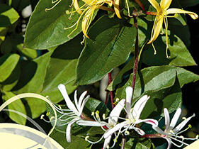 Zimolez japonský 'Purpurea' - Lonicera japonica 'Purpurea'