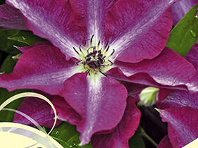 Plamének 'Viva Polonia' PBR - Clematis 'Viva Polonia' PBR
