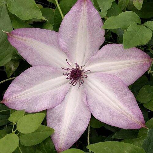 Plamének 'Utopia' - Clematis 'Utopia'