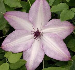 Plamének 'Utopia' - Clematis 'Utopia'