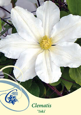 Plamének 'Toki' - Clematis 'Toki'