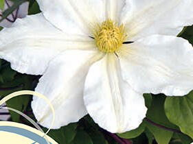 Plamének 'Toki' - Clematis 'Toki'