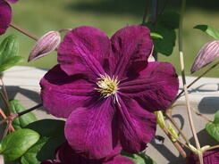 Plamének vlašský 'Slowianka' - Clematis viticella 'Slowianka'