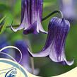 Plamének 'Rooguchi' - Clematis 'Rooguchi'