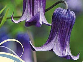 Plamének 'Rooguchi' - Clematis 'Rooguchi'