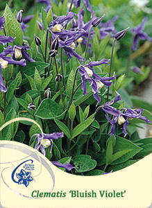 Plamének 'Bluish Violet' - Clematis 'Bluish Violet'