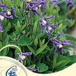 Plamének 'Bluish Violet' - Clematis 'Bluish Violet'