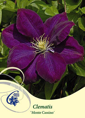 Plamének 'Monte Cassino' - Clematis 'Monte Cassino'