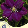 Plamének 'Monte Cassino' - Clematis 'Monte Cassino'