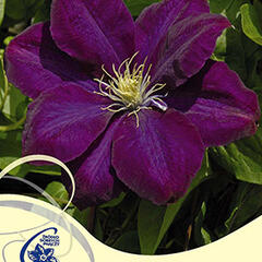 Plamének 'Monte Cassino' - Clematis 'Monte Cassino'