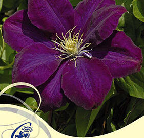 Plamének 'Monte Cassino' - Clematis 'Monte Cassino'