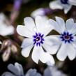 Plamenka šídlovitá 'Pharao Blue Eye' - Phlox subulata 'Pharao Blue Eye'