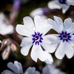 Plamenka šídlovitá 'Pharao Blue Eye' - Phlox subulata 'Pharao Blue Eye'