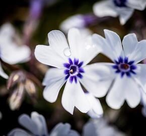 Plamenka šídlovitá 'Pharao Blue Eye' - Phlox subulata 'Pharao Blue Eye'