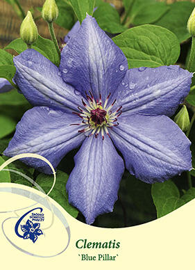 Plamének 'Blue Pillar' - Clematis 'Blue Pillar'