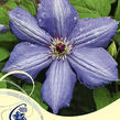Plamének 'Blue Pillar' - Clematis 'Blue Pillar'
