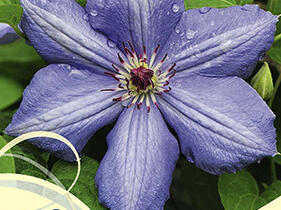 Plamének 'Blue Pillar' - Clematis 'Blue Pillar'
