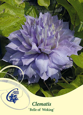 Plamének 'Belle of Woking' - Clematis 'Belle of Woking'