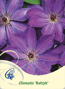 Plamének 'Baltyk' - Clematis 'Baltyk'