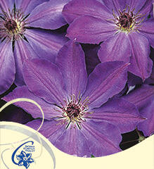 Plamének 'Baltyk' - Clematis 'Baltyk'