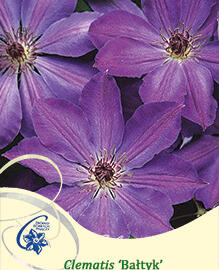 Plamének 'Baltyk' - Clematis 'Baltyk'