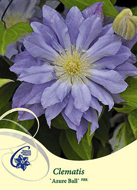 Plamének 'Azure Ball' PBR - Clematis 'Azure Ball' PBR