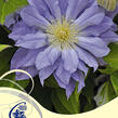 Plamének 'Azure Ball' PBR - Clematis 'Azure Ball' PBR