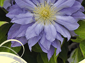 Plamének 'Azure Ball' PBR - Clematis 'Azure Ball' PBR