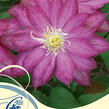 Plamének 'Asao' - Clematis 'Asao'