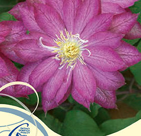 Plamének 'Asao' - Clematis 'Asao'