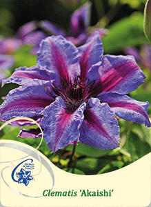 Plamének 'Akaishi' - Clematis 'Akaishi'