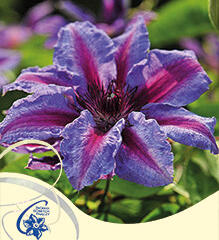 Plamének 'Akaishi' - Clematis 'Akaishi'