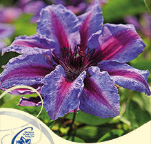 Plamének 'Akaishi' - Clematis 'Akaishi'