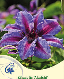 Plamének 'Akaishi' - Clematis 'Akaishi'