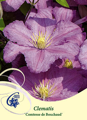 Plamének 'Comtesse de Bouchaud' - Clematis 'Comtesse de Bouchaud'