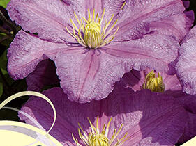 Plamének 'Comtesse de Bouchaud' - Clematis 'Comtesse de Bouchaud'