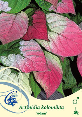 Aktinidie, kiwi sibiřské - samčí 'Adam' - Actinidia kolomikta 'Adam'