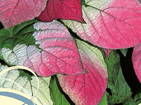 Aktinidie, kiwi sibiřské - samčí 'Adam' - Actinidia kolomikta 'Adam'