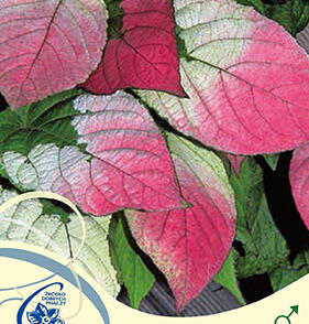 Aktinidie, kiwi sibiřské - samčí 'Adam'